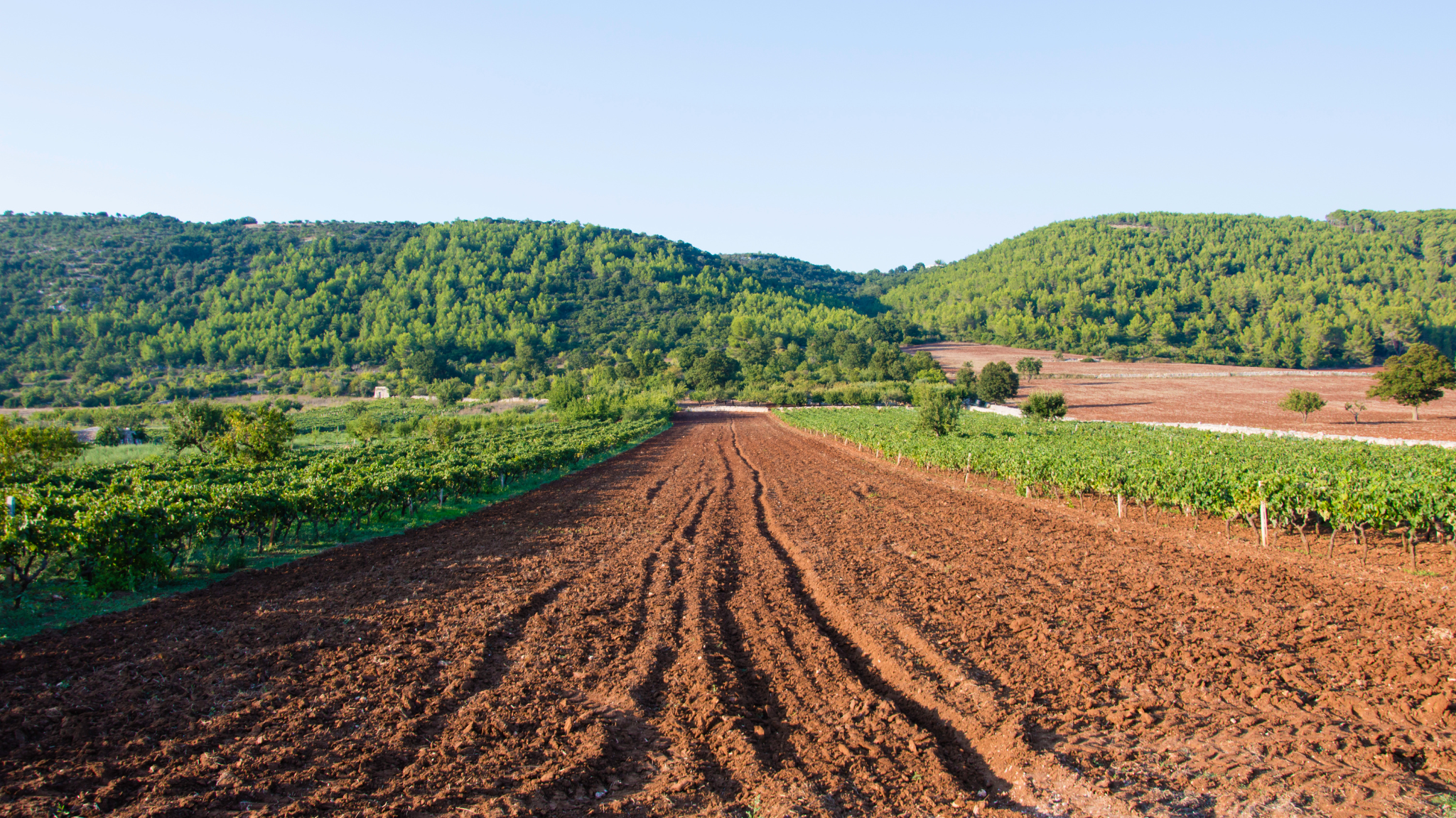 Vini della Puglia